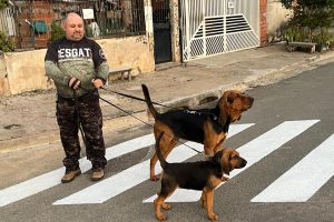 Conheça o Zeus, cão de busca e resgate da região de Maringá, que está apto para atuar em operações reais