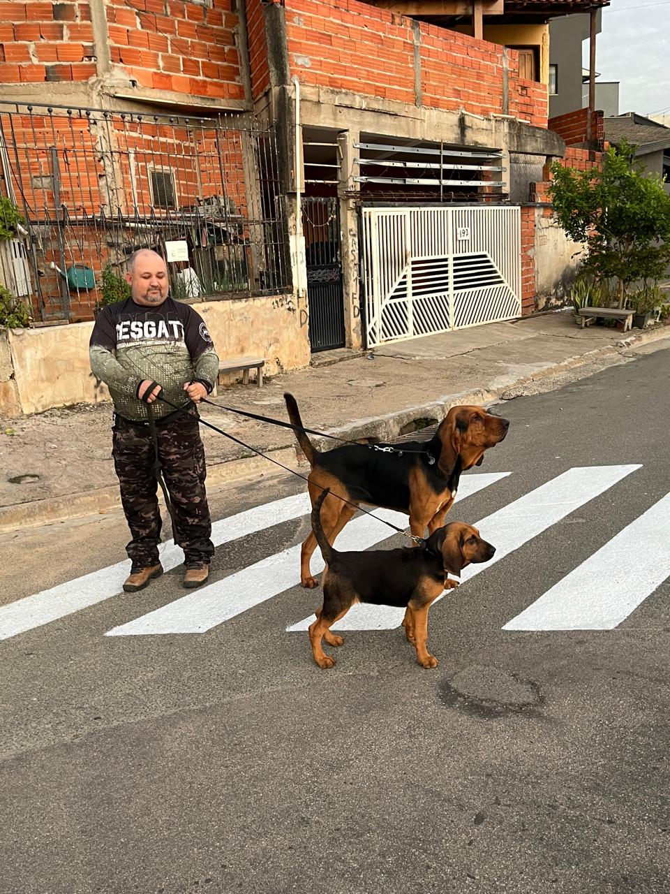 Conheça o Zeus, cão de busca e resgate da região de Maringá, que está apto para atuar em operações reais