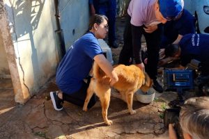 Dois cães em situação de maus-tratos são resgatados em Maringá