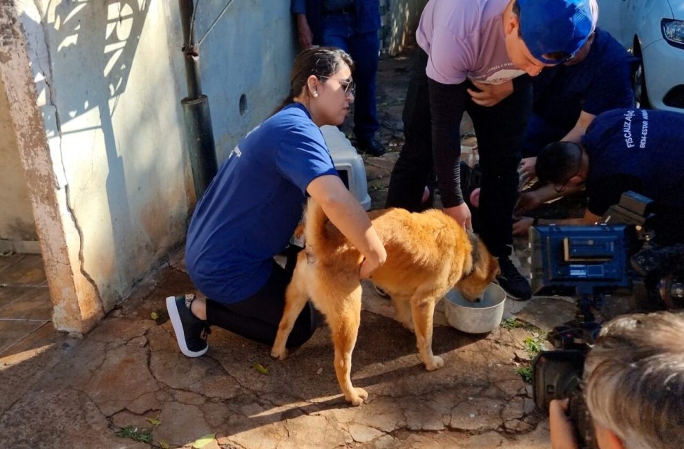 Dois cães em situação de maus-tratos são resgatados em Maringá
