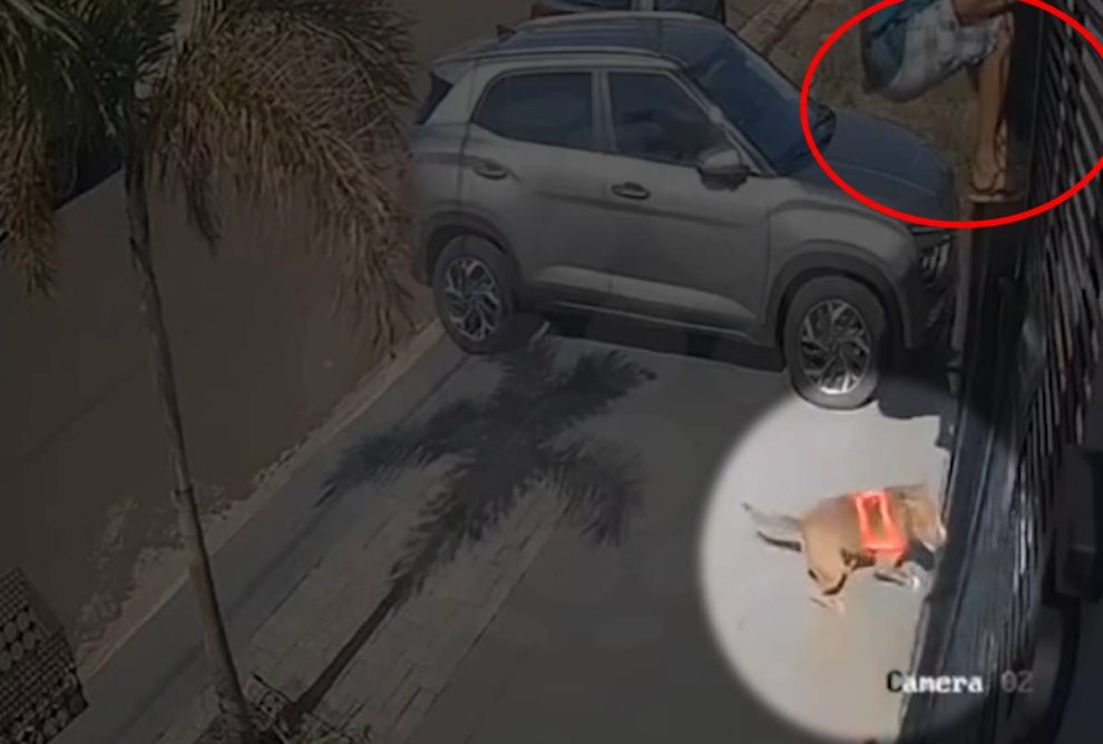 Homem escala portão para escapar de ataque de pitbull: vídeo