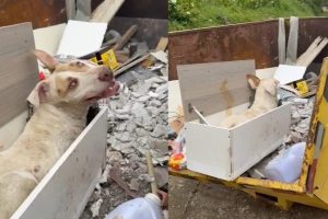 Cão morre após ser abandonado doente em caçamba de lixo no Paraná; vídeo