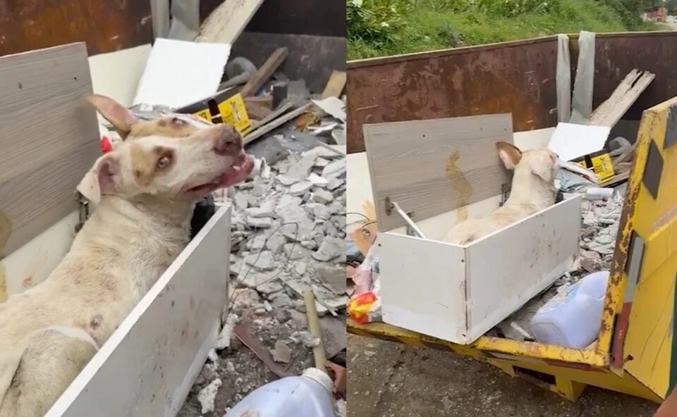 Cão morre após ser abandonado doente em caçamba de lixo no Paraná; vídeo