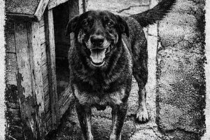 Maringá recebe 'Cãominhada por Justiça' em defesa da causa animal