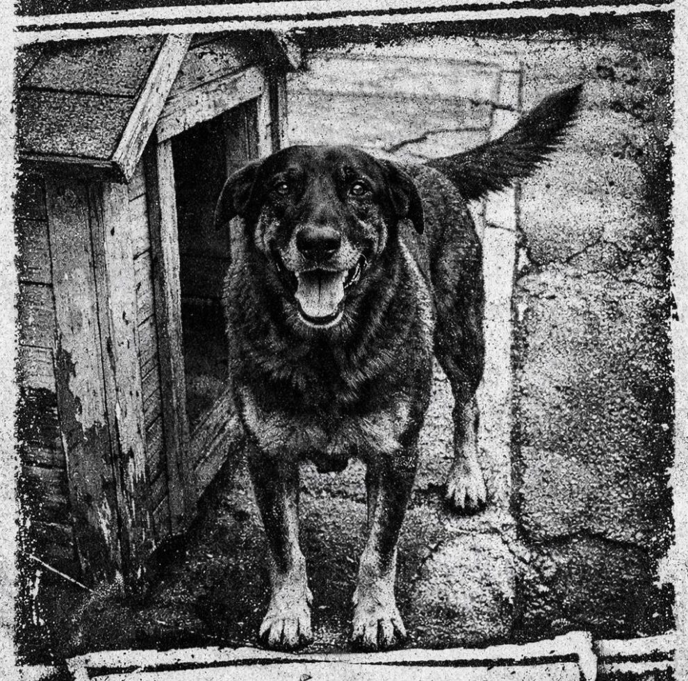 Maringá recebe 'Cãominhada por Justiça' em defesa da causa animal