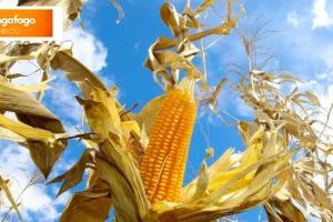 Mesmo com altas temperaturas e chuvas irregulares, soja e milho avançam no Paraná
