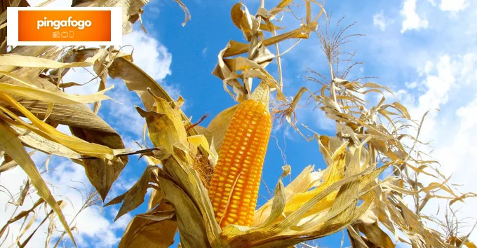 Mesmo com altas temperaturas e chuvas irregulares, soja e milho avançam no Paraná