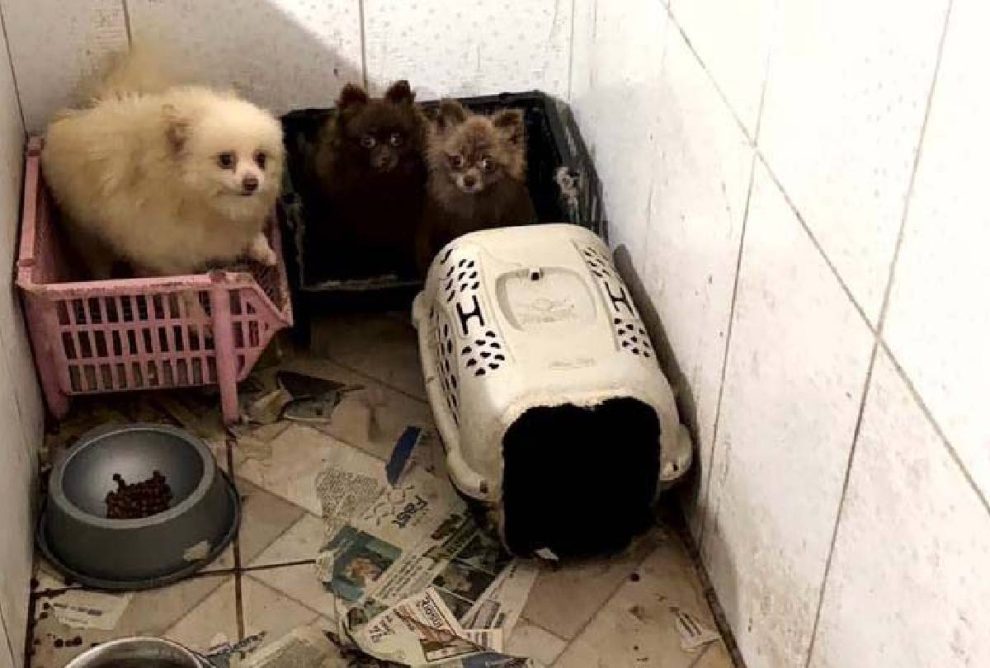 Polícia resgata cães em situação de maus-tratos na Grande Curitiba