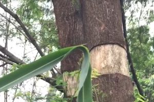 Após denúncia de crime ambiental em fundo de vale de Maringá, prefeitura afirma que ação é legal; entenda