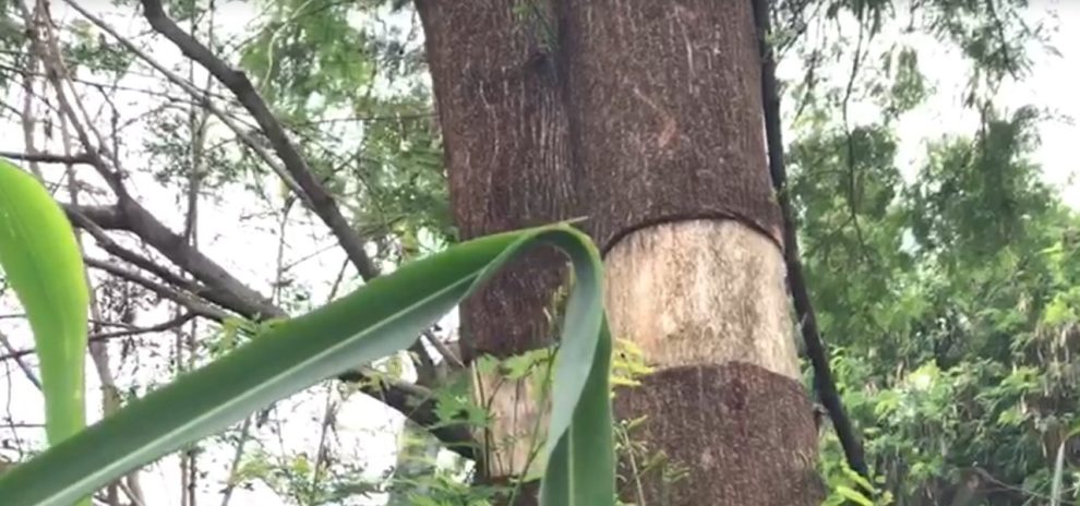 Após denúncia de crime ambiental em fundo de vale de Maringá, prefeitura afirma que ação é legal; entenda