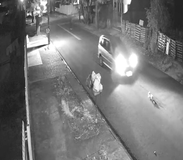 Câmera flagra atropelamento que deixa gato em estado gravíssimo em Maringá