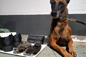 Cão farejador encontra droga avaliada em R$ 120 mil escondida em banheiro da rodoviária de Maringá