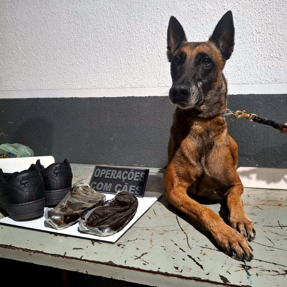 Cão farejador encontra droga avaliada em R$ 120 mil escondida em banheiro da rodoviária de Maringá