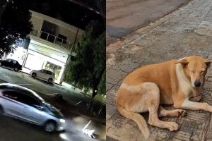 Caso Dara: motorista que atropelou e matou cadela comunitária em Ivaiporã é identificado