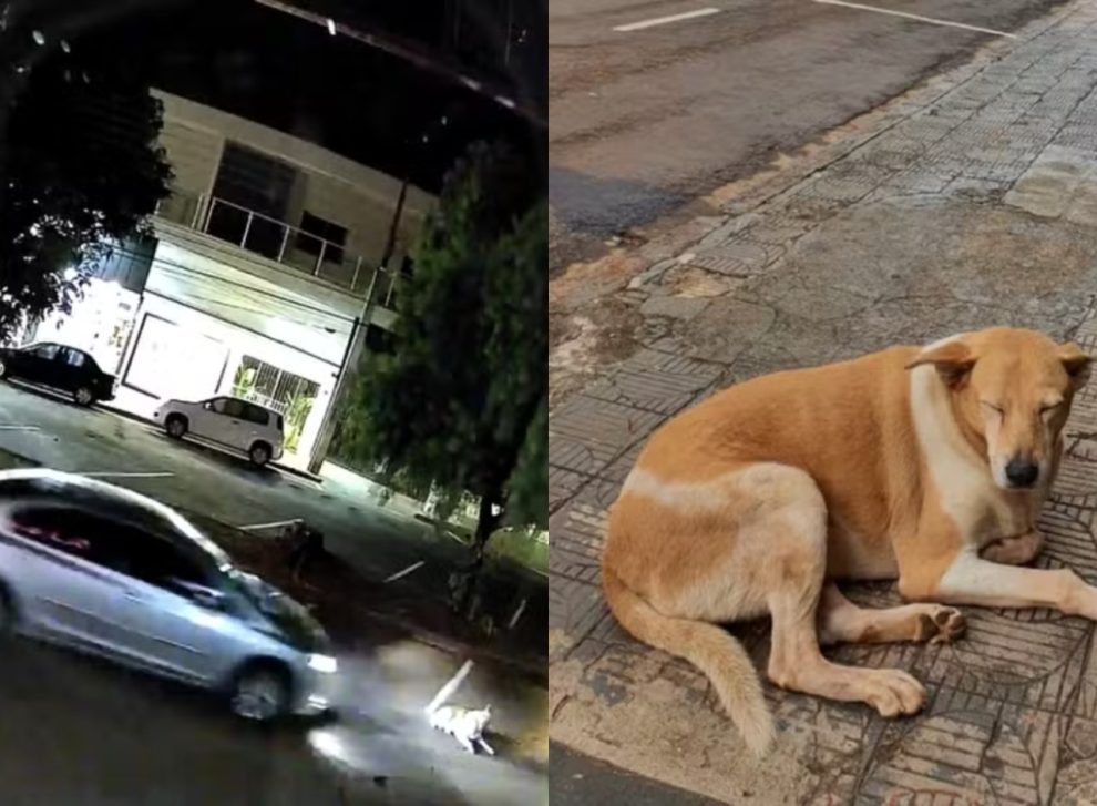 Caso Dara: motorista que atropelou e matou cadela comunitária em Ivaiporã é identificado