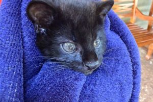 Gato-do-mato melânico, raro e em perigo de extinção, é atropelado e recebe cuidados intensivos; veja vídeos