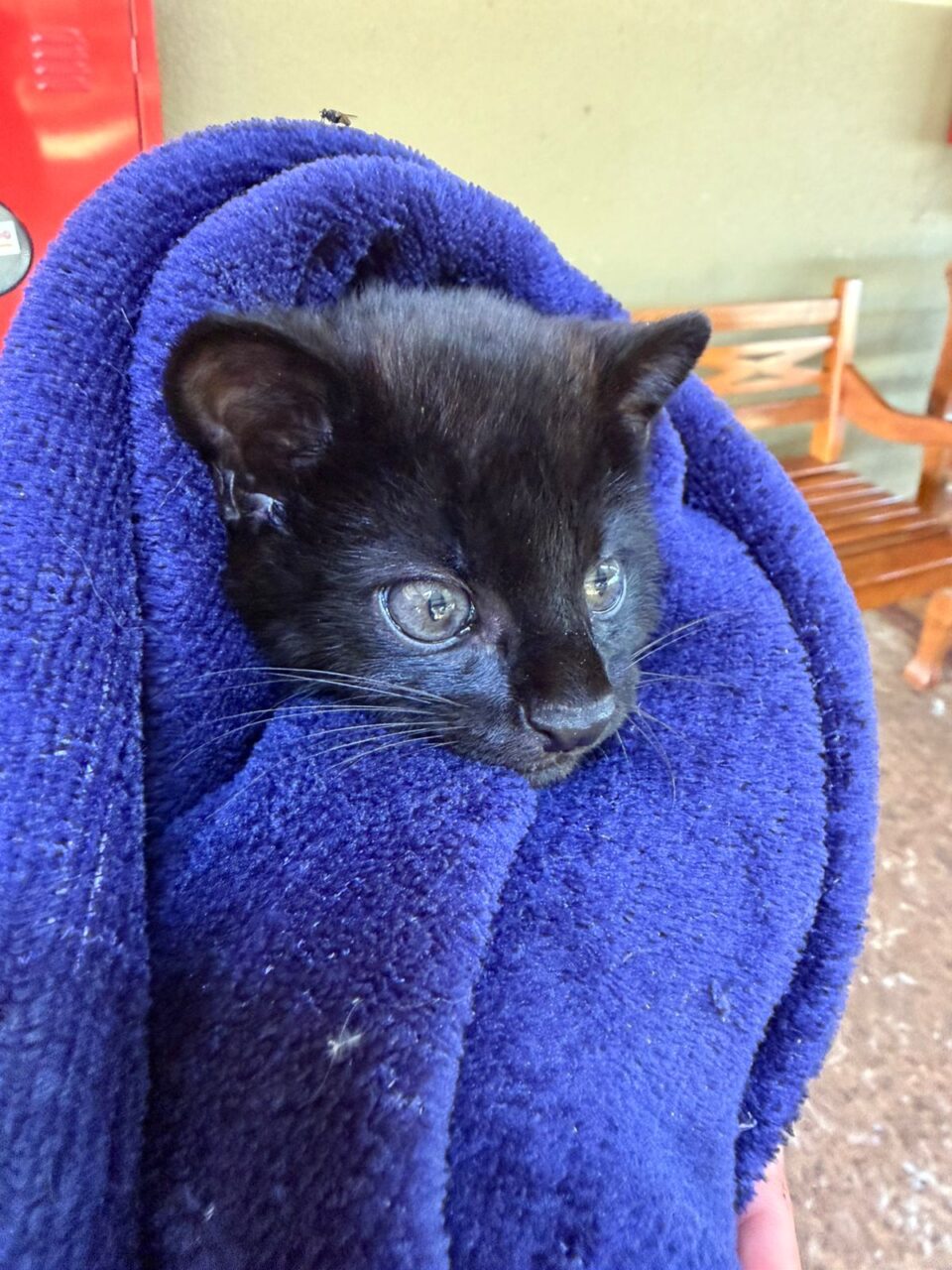 Gato-do-mato melânico, raro e em perigo de extinção, é atropelado e recebe cuidados intensivos; veja vídeos