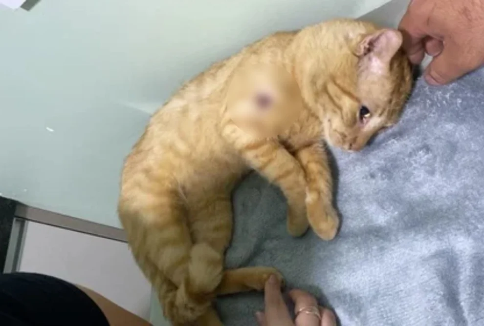 Gato é caçado e baleado no Paraná; família pede doações