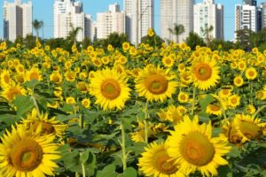 Maringá enfrenta calor intenso e registra a maior temperatura de 2026; veja como fica o tempo neste domingo