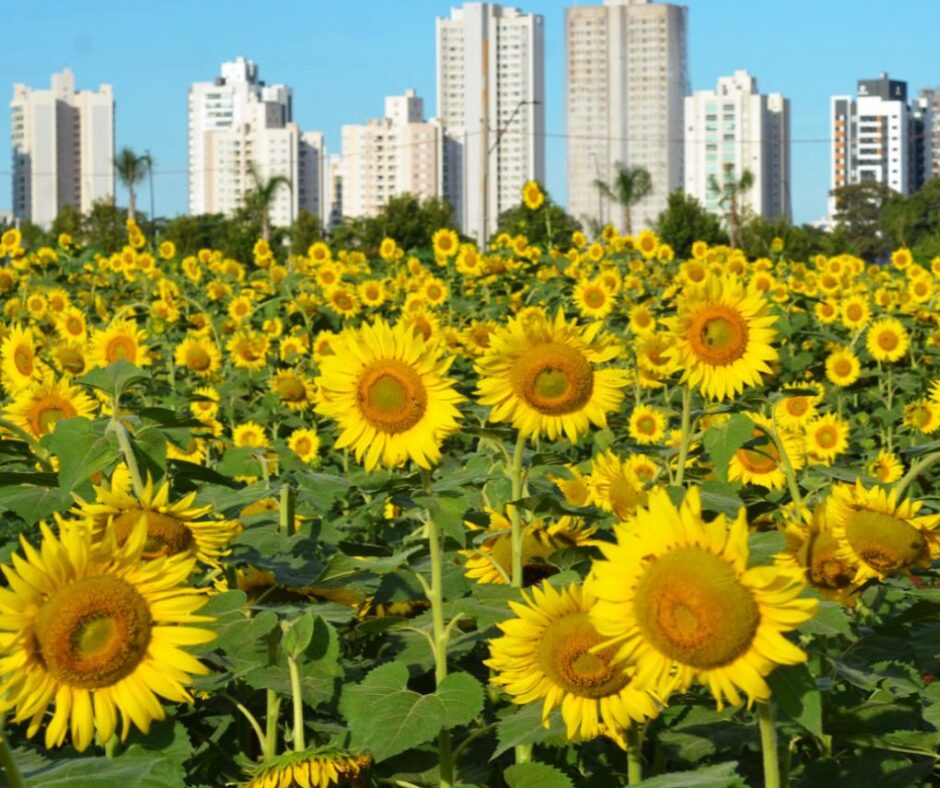 Maringá enfrenta calor intenso e registra a maior temperatura de 2026; veja como fica o tempo neste domingo