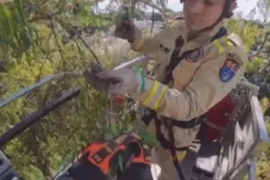 Maritaca presa por linha de pipa em árvore de Maringá é resgatada pelo Corpo de Bombeiros; vídeo