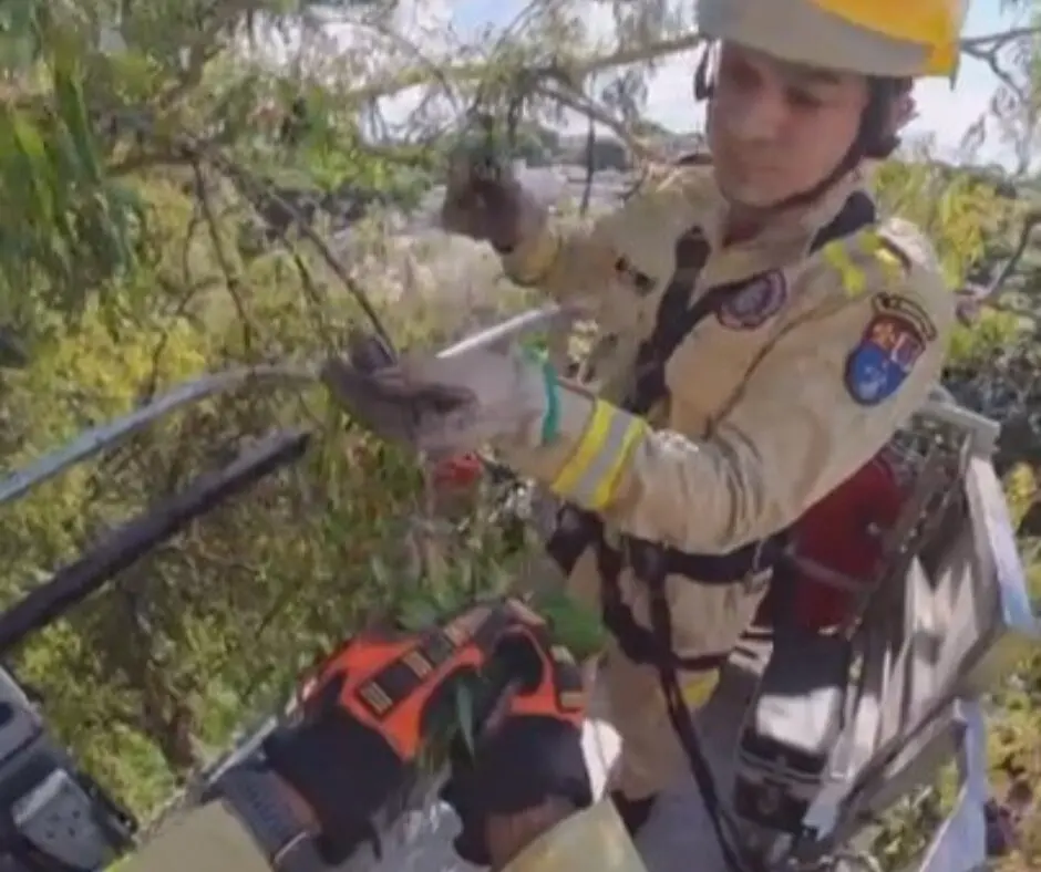 Maritaca presa por linha de pipa em árvore de Maringá é resgatada pelo Corpo de Bombeiros; vídeo