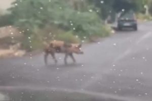 Porco é flagrado andando sozinho por rua de Sarandi e vídeo viraliza nas redes