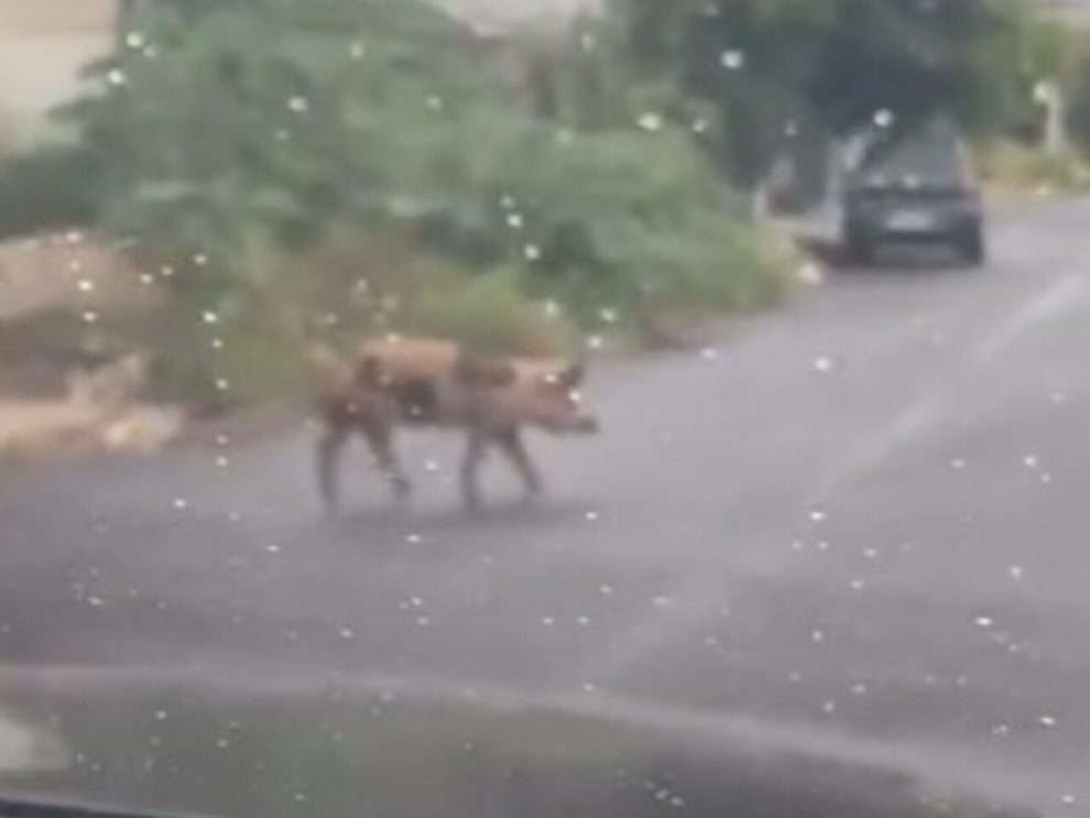 Porco é flagrado andando sozinho por rua de Sarandi e vídeo viraliza nas redes
