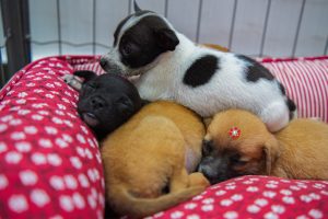 Prefeitura de Maringá promove feirinha de adoção de cães no Jardim Alvorada