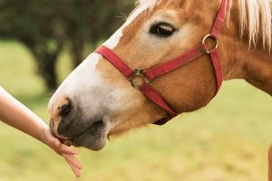 Sociedade Rural vai implantar Centro de Equoterapia com aulas gratuitas em Maringá
