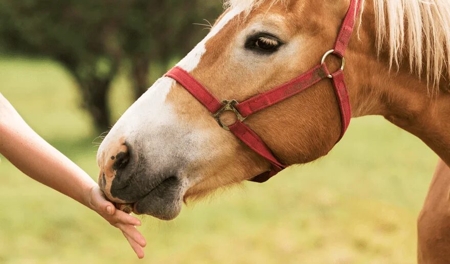 Sociedade Rural vai implantar Centro de Equoterapia com aulas gratuitas em Maringá