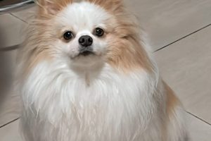 Spitz alemão de 2 anos morre após ficar no sol em táxi dog em Maringá; laudo aponta hipertermia