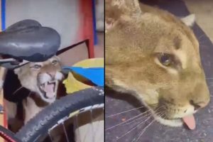 Vídeos mostram captura de onça-parda em Maringá; veterinária explica condição do animal