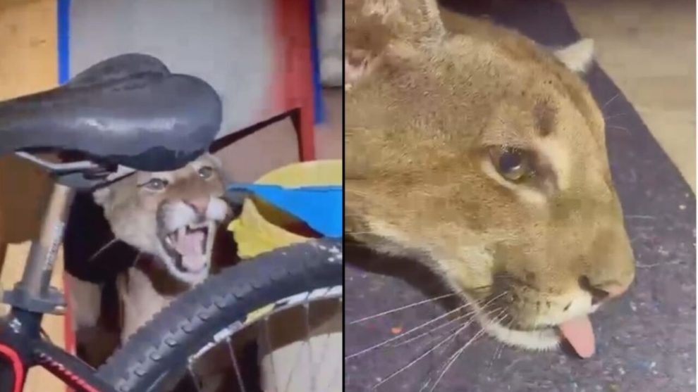 Vídeos mostram captura de onça-parda em Maringá; veterinária explica condição do animal