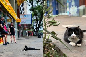 gato adotado das ruas vira atração em sebo de Maringá; vídeo