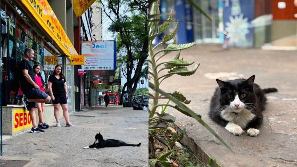 gato adotado das ruas vira atração em sebo de Maringá; vídeo