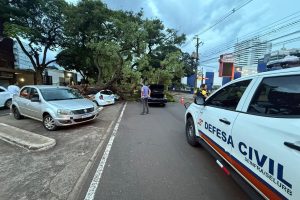 Árvore de grande porte atinge 4 carros durante forte ventania em Maringá