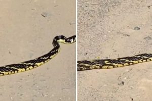 Investigações apontam que cliente morto em barbearia de Maringá não era o alvo; ele deixa esposa grávida e filho de 8 anos