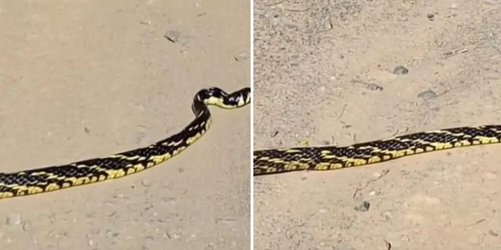 Investigações apontam que cliente morto em barbearia de Maringá não era o alvo; ele deixa esposa grávida e filho de 8 anos