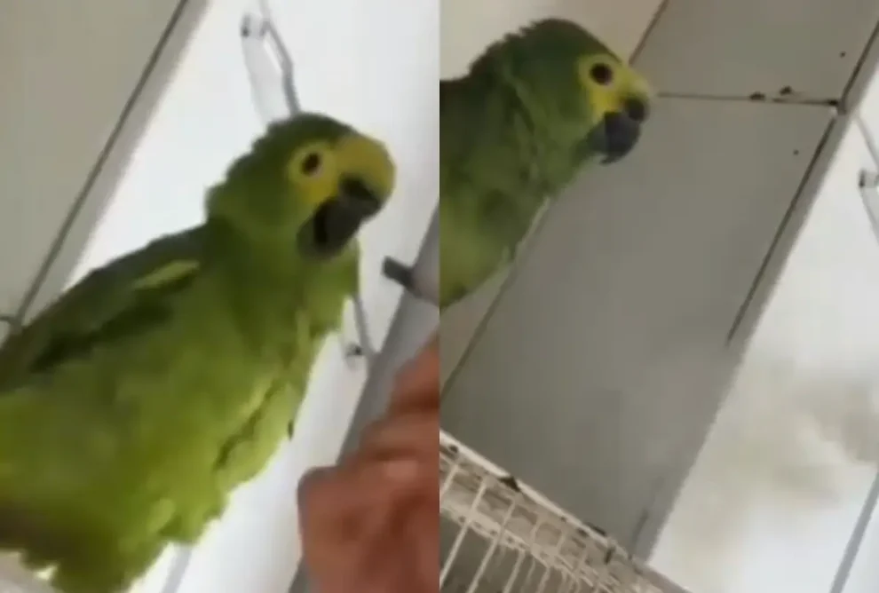 Mulher sopra fumaça de maconha em papagaio e é presa