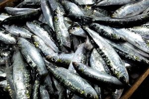 Preço do pescado varia mais de 280% em peixarias de Maringá