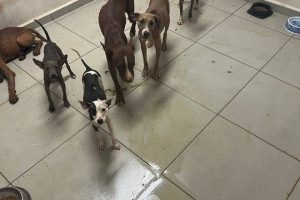Prefeitura de Maringá chama de ‘inadmissível’ descaso com cães em Centro de Bem-Estar Animal