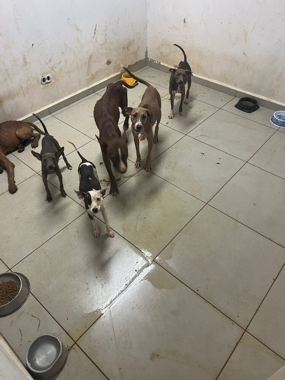 Prefeitura de Maringá chama de ‘inadmissível’ descaso com cães em Centro de Bem-Estar Animal