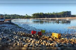 Queda de energia mata 900 toneladas de tilápias e gera prejuízo de R$ 9 milhões no Paraná