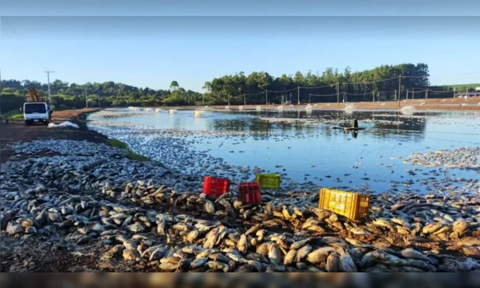 Queda de energia mata 900 toneladas de tilápias e gera prejuízo de R$ 9 milhões no Paraná