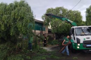 Temporal em Maringá causa a queda de oito árvores; município segue em alerta laranja