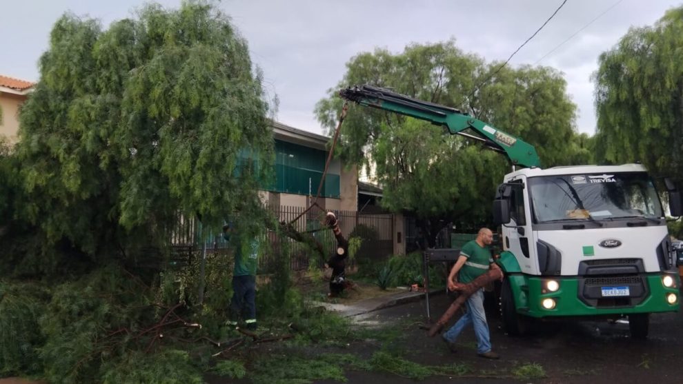 Temporal em Maringá causa a queda de oito árvores; município segue em alerta laranja