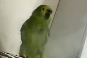 Vídeo de papagaio recebendo fumaça de maconha gera revolta e termina com resgate da ave na região de Maringá