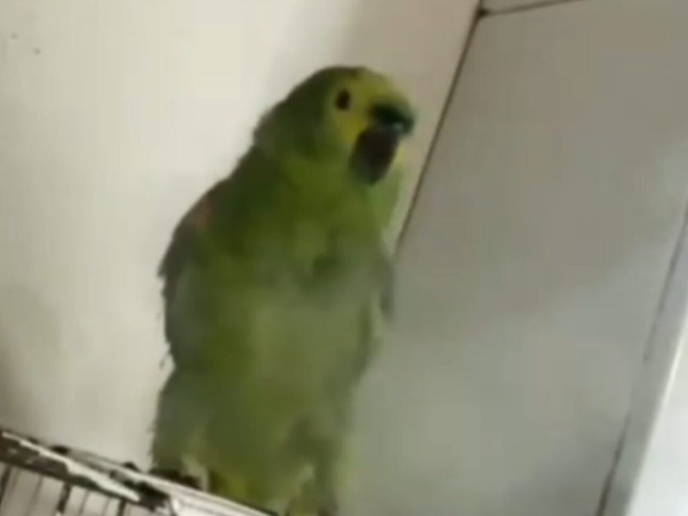 Vídeo de papagaio recebendo fumaça de maconha gera revolta e termina com resgate da ave na região de Maringá