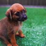 Feirinha de adoção de animais movimenta o Parcão neste domingo